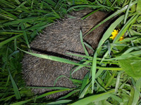 alt=Hedgehog in the grass