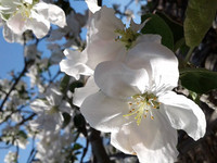 alt=Apple Blossom