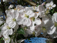 alt=Apple Blossom