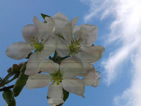 alt=Apple Blossom