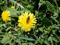 alt=Bee and Flower