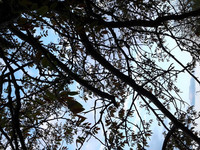 alt=Tree