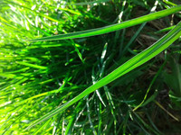 alt=Grass and Sun