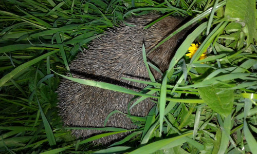 alt=Hedgehog in the grass