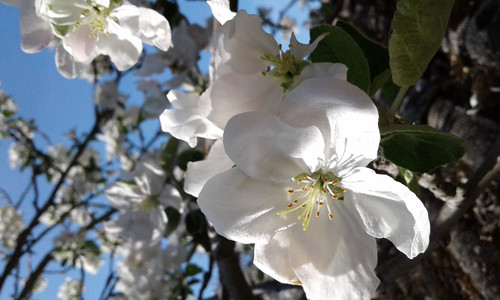 alt=Apple Blossom