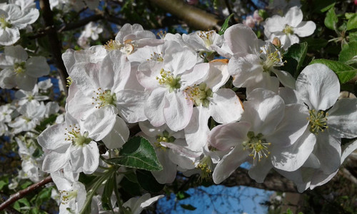 alt=Apple Blossom