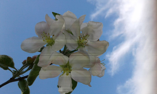 alt=Apple Blossom