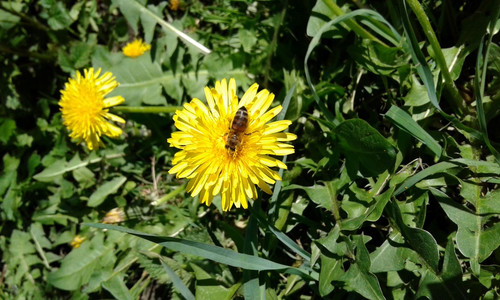 alt=Bee and Flower