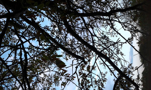 alt=Tree