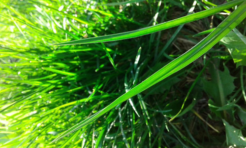 alt=Grass and Sun